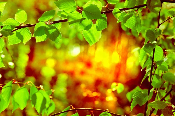 Frische Blätter — Stockfoto