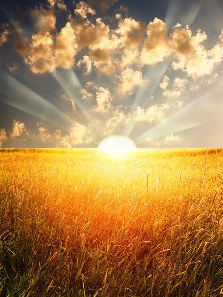 Літнього сонця Ліцензійні Стокові Фото