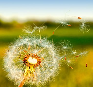 Dandelion clipart