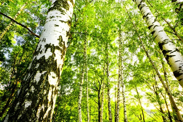 Forest birch — Stock Photo, Image