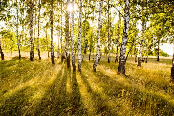 stock image Forest birch