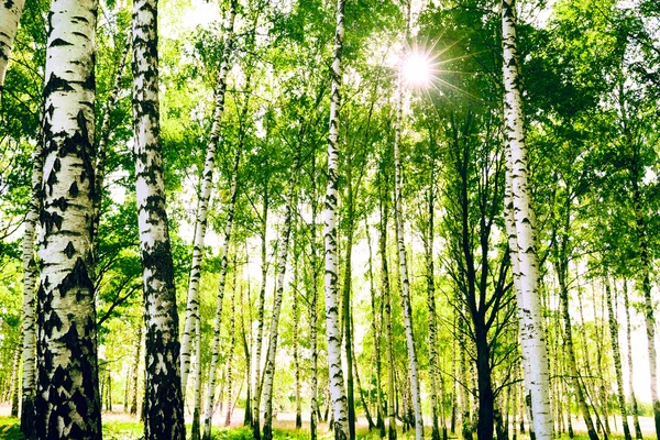 森林桦木 免版税图库图片