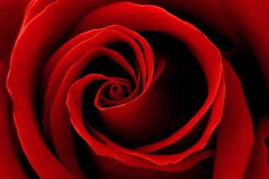 Closeup of a Red Rose clipart