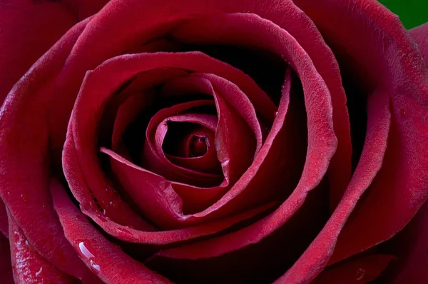Крупный план красной розы — стоковое фото