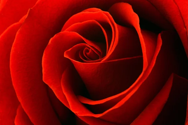 Closeup of a Red Rose — Stock Photo, Image