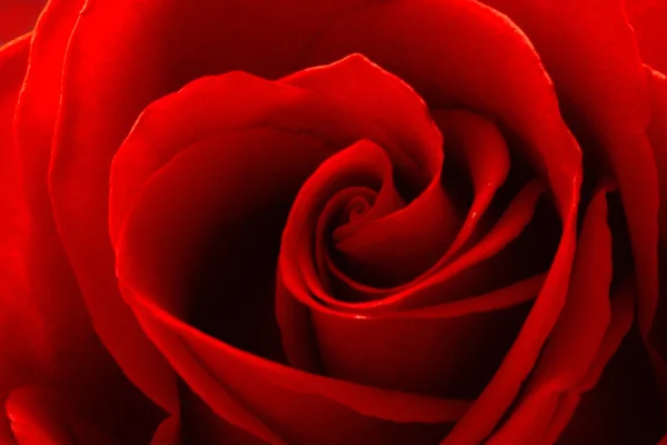 Gros plan d'une rose rouge — Photo