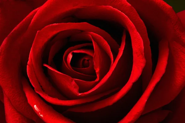 Closeup of a Red Rose Royalty Free Stock Photos