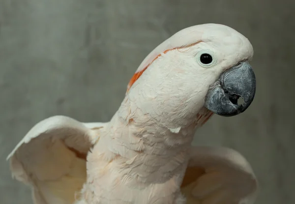 stock image Parrot