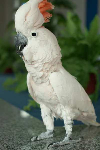 stock image Parrot