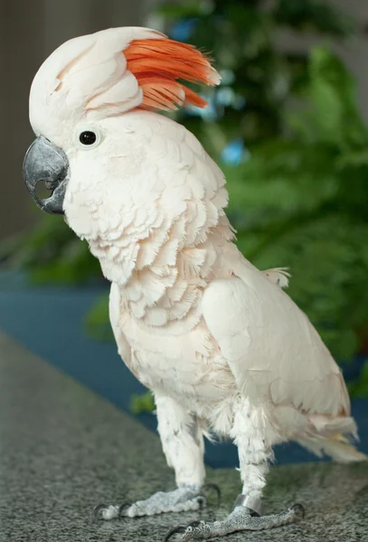 stock image Parrot