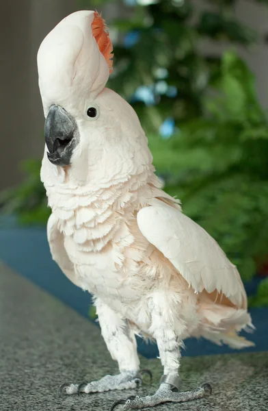 Stock image Parrot