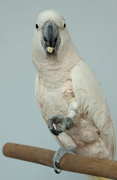 stock image Parrot