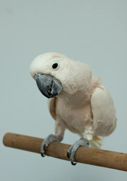 앵무새 — 스톡 사진