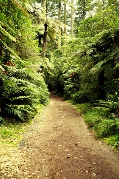 stock image Forest trail