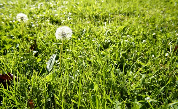 Dandelions çimenlikte, kopya için Oda — Stok fotoğraf