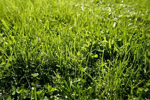 El primer plano de las hojas de hierba en el césped — Foto de Stock