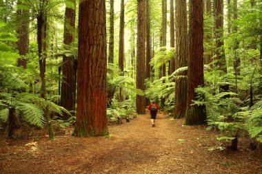 Redwoods clipart