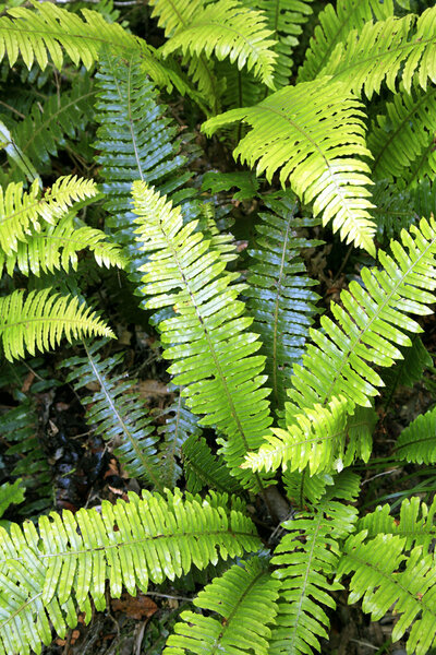 Closeup of fern leaves in tropical forest