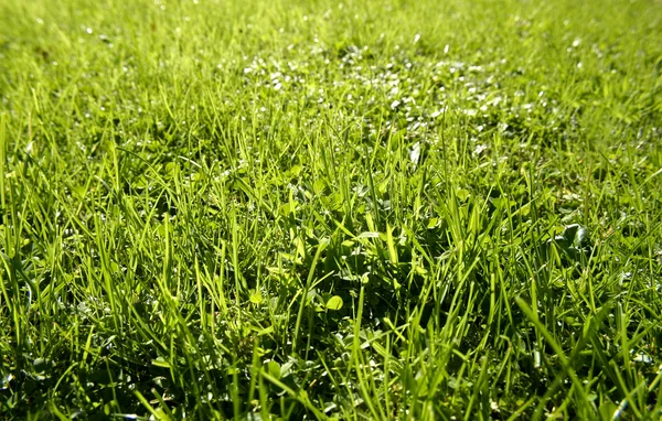 Närbild av långt gräs på gräsmattan — Stockfoto