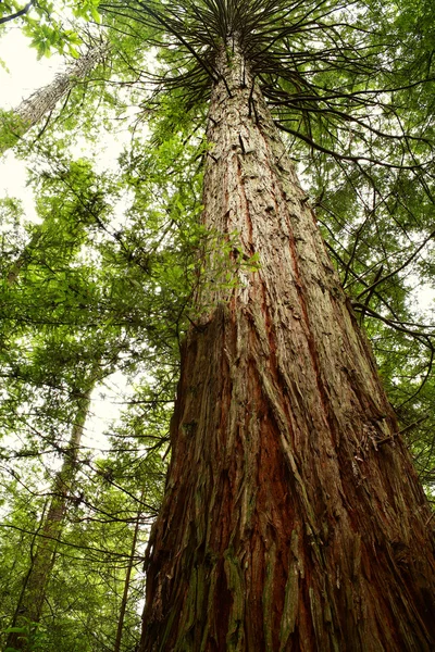 Redwood — Stock Photo, Image
