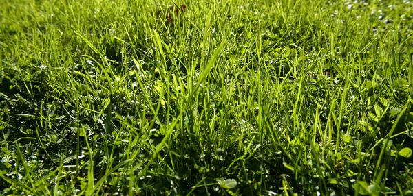 Closeup de lâminas de grama de gramado — Fotografia de Stock