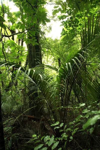 Džungle — Stock fotografie