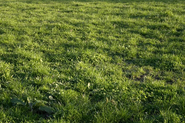 Fullständig ram av ängen långt gräs — Stockfoto