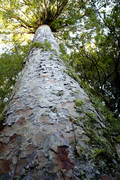 Velké kauri strom — Stock fotografie