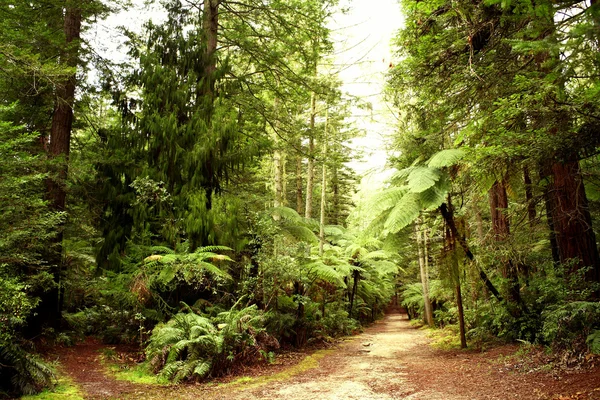 Forest — Stock Photo, Image