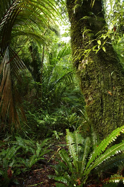 Dżungla — Zdjęcie stockowe