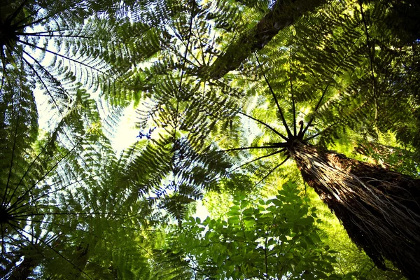 Forest canopy — Stock Photo, Image