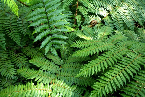 Closeup of fern leaves, natural background — Stock Photo, Image