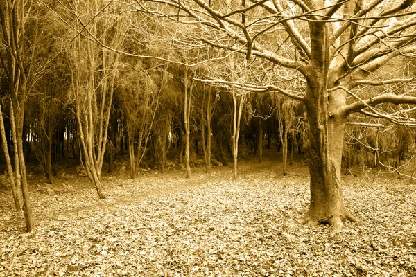 Δέντρο και πεσμένα φύλλα σε δασικές περιοχές — Φωτογραφία Αρχείου
