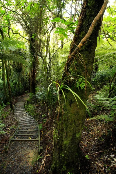 Stairs inside tropical forest — Stock Photo, Image