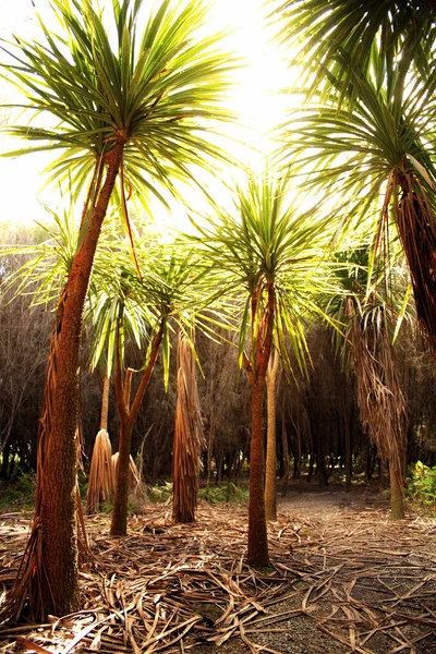 lahana ağaçlar, north Island, Yeni Zelanda