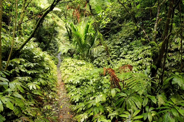 Dschungel — Stockfoto