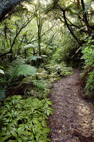Walkway in tropical New Zealand forest — Stock Photo, Image
