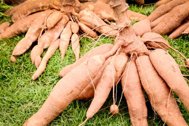 Raw cassava (lat. Manihot esculenta) on green grass background clipart