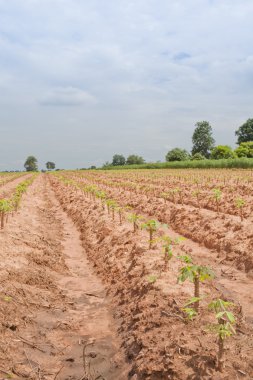 casava tarafından nakhonratcha kırsal alanda erken büyüme