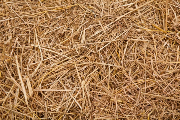 Paglia da fondo di riso — Foto Stock