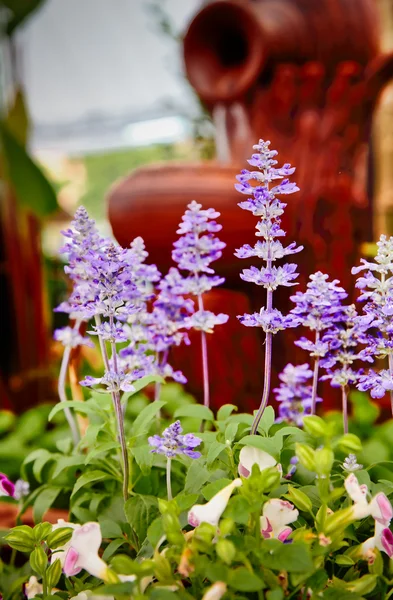 Weide plant achtergrond: blauw kleine bloemen - forget-me-not clo — Stockfoto