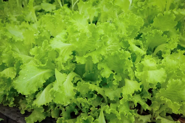 Salada de alface verde fresca close up — Fotografia de Stock