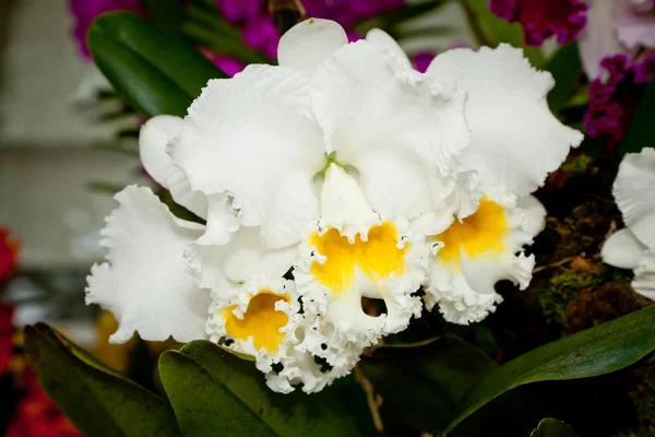 Gyönyörű fehér orchidea, Thaiföld — Stock Fotó