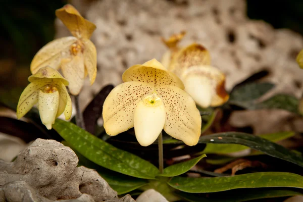 Föld Thaiföld orchidea — Stock Fotó