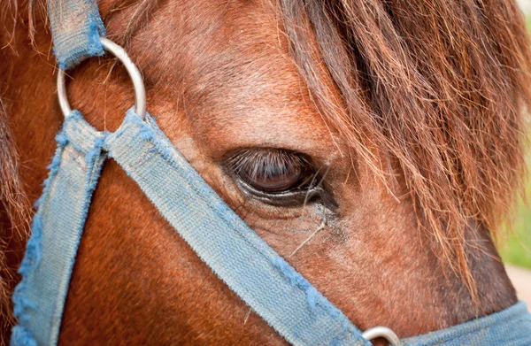 Fechar de olhos de cavalos e freio — Fotografia de Stock