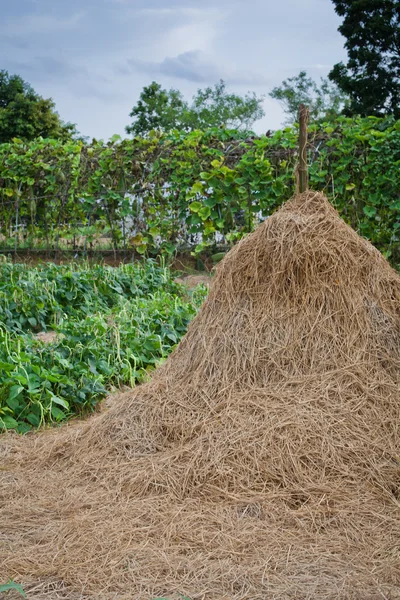 Straw in front of vegetable garden — Stock Photo, Image