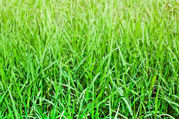 Gros plan de l'herbe fraîche et épaisse au soleil . — Photo
