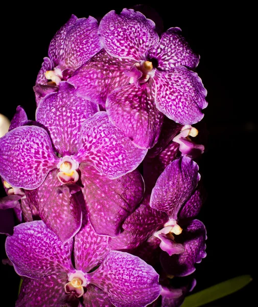 Lila orchidea virág — Stock Fotó