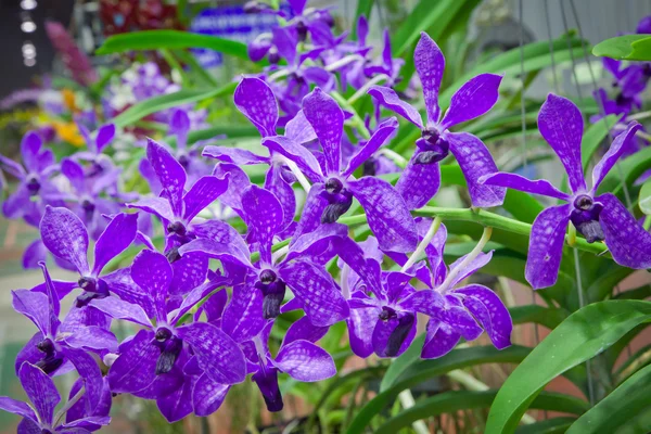 Tay Orkide Tarım Fuarı, nakhonratchasima, Tayland — Stok fotoğraf