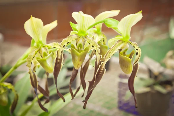Thai orchid van landbouw eerlijk, nakhonratchasima, thailand — Stockfoto